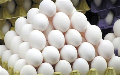 تخم مرغ با نشان "ویژه روز زرد طلایی" تقلبی است
