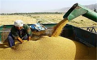 خرید گندم توسط تعاونی روستایی تا شهریور ماه ادامه دارد