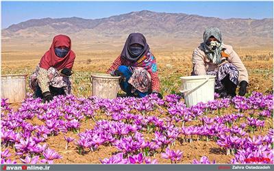 پیش بینی برداشت بیش از 300  تن زعفران از مزارع خراسان رضوی