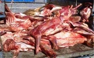 معدوم کردن بیش از 7 تن گوشت فاسد در تربت حیدریه