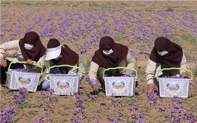 راه‌اندازی بازار زعفران ارگانیک زاوه در اروپا
