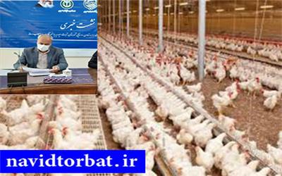 بزرگترین واحد تولید مرغ مادر کشوردر تربت حیدریه آماده بهره برداری شد