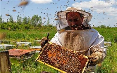 برداشت 8 هزار کیلو گرم عسل از سطح زنبورستان های بخش رخ تربت حیدریه