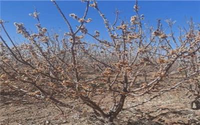 خسارت شدید سرما به درختان بادام و زردالوی بخش رخ  تربت حیدریه
