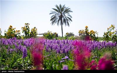 تصاویر: برداشت گل در روستای شبیشه شهرستان حمیدیه