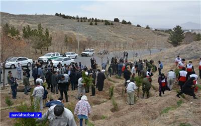 شهردار: در تربت حیدریه ده برابر سرانه مشهد درخت کاشته شد