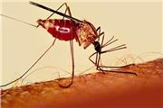 در 15 سال گذشته ابتلا به بیماری مالاریا در تربت حیدریه دیده نشده