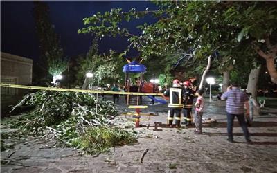 سقوط درخت بر روی یک خانواده در تربت حیدریه در پی تند باد شدید
