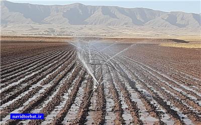 اجرای آبیاری بارانی و قطره ای در 12هزار هکتار از اراضی بخش رخ تربت حیدریه
