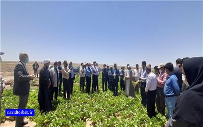 بازدید کارشناسان استان از ایستگاه تحقیقات کشاورزی بخش رخ تربت حیدریه