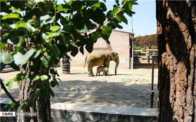 تصاویر: تولد «مایسا» اولین بچه فیل در باغ وحش ارم