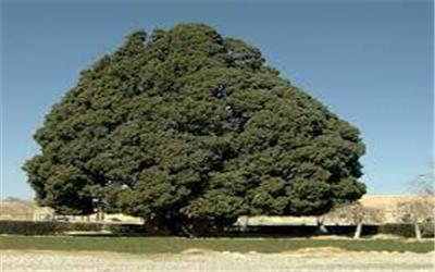 کاج درخت کهن سالترین درخت تربت‌حیدریه با قدمت یکهزار و 150 سال
