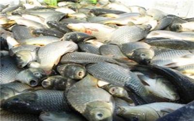 تولید سالانه 70 تن گوشت سفید ماهی در بخش رخ تربت حیدریه