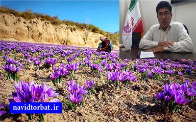 بخشی از مشکلات زعفرانکاران تربت‌حیدریه ناشی از خرید زعفران توسط سازمان تعاون روستایی است