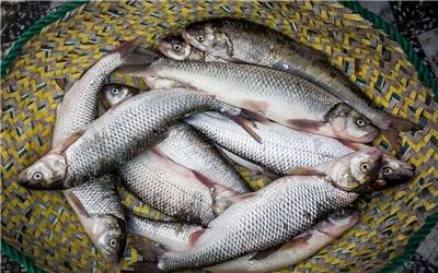 افزایش قیمت ماهی قزل‌آلا و حذف آن از سبد غذایی مردم