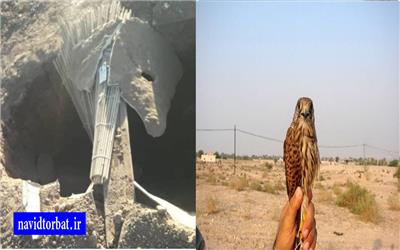 صیاد پرندگان شکاری و همدستش در تربت حیدریه دستگیر شدند
