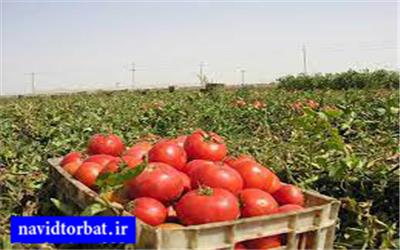 برداشت 12 هزار تن گوجه فرنگی از از 300 هکتار مزارع بخش رخ تربت‌حیدریه