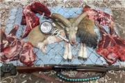 دستگیری عاملین شکار و فروش  گوشت قوچ وحشی در تربت حیدریه