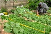 طرح باغچه سلامت و بهبود تغذیه زنان روستایی در مه ولات اجرا می‌شود