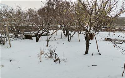 بارش24 سانتی متر برف در شهرستان تربت حیدریه