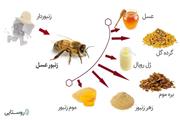 خسارات خشکسالی بر میزان تولیدات زنبور عسل خراسان رضوی