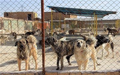 افتتاح مرکز نگهداری ، درمان و عقیم سازی سگ‌های ولگرد در تربت‌حیدریه