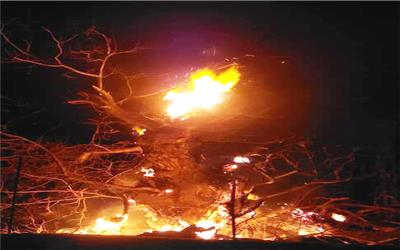 درخت گردوی 200 ساله در آتش سهل انگاری گردشگران 13 بدر سوخت