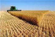 پیش بینی برداشت بیش از دو هزار تن گندم از مزارع شهرستان زاوه
