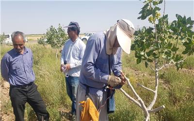 احیای درختان پسته با اجرای طرح سرشاخه کاری در شهرستان خواف