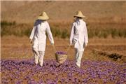 کاهش میزان صادرات زعفران به چین نگران کننده است