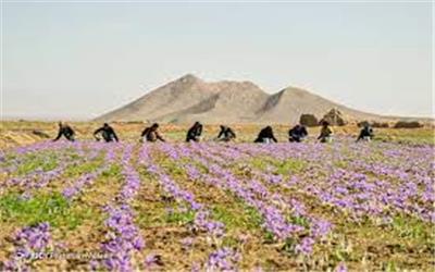 پیش‌بینی کاهش تولید زعفران در تربت حیدریه بر اثر خشکسالی
