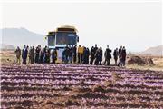 پیش‌بینی ورود 20 تور گردشگری زعفران به شهرستان‌های تربت‌حیدریه و زاوه