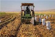 پیش‌بینی برداشت 74 هزار تن سیب‌زمینی از مزارع تربت‌حیدریه