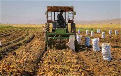 پیش‌بینی برداشت 74 هزار تن سیب‌زمینی از مزارع تربت‌حیدریه