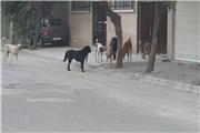 گزارشی از تبدیل تربت حیدریه به جولانگاه سگ‌های ولگرد و خطرات ناشی از آن