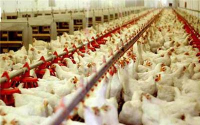 احداث بزرگترین فارم مرغ تخم گذار در شهرستان رشتخوار