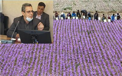 استاد دانشگاه فردوسی مشهد: زعفران یک کالای لوکس است نه محصول استراتژیک
