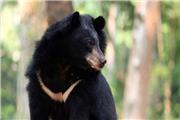 کشف دو خرس سیاه بلوچی و دستگیری 250 متخلف