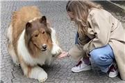 مردی در ژاپن با 13 هزار یورو هزینه خود را به شکل سگ درآورد