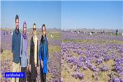آغاز تورهای گردشگری زعفران در منطقه تربت حیدریه