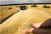 خرید بیش از چهار هزار تن گندم از کشاورزان تربت‌حیدریه