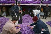 158 میلیارد ریال گل زعفران در بازار ملی تربت‌حیدریه معامله شد