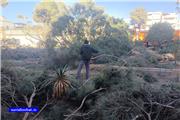 فرماندار تربت حیدریه : قطع درختان فرمانداری برای پیشگیری از حوادث و خسارات احتمالی بود