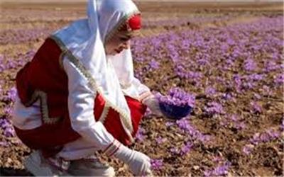 خرید توافقی زعفران در برنامه امسال دولت